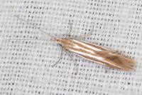 Coleophora helianthemella