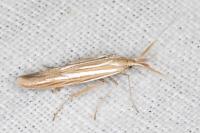 Coleophora helianthemella