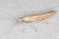 Coleophora helianthemella