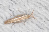 Coleophora helianthemella