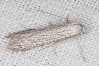 Pterolonche inspersa