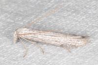 Pterolonche inspersa
