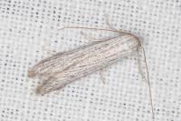 Pterolonche inspersa