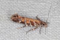 Aristotelia decurtella