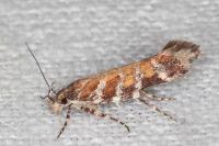 Aristotelia decurtella