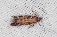 Aristotelia decurtella