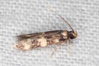 Oegoconia
