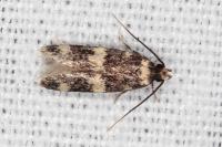 Oegoconia