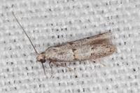 Symmocoides oxybiella