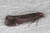 Aproaerema anthyllidella