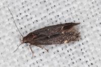 Aproaerema anthyllidella