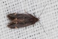 Aproaerema anthyllidella