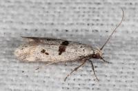 Mirificarma cytisella