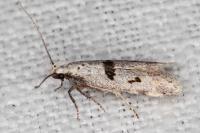 Mirificarma cytisella