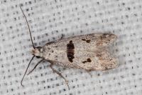 Mirificarma cytisella