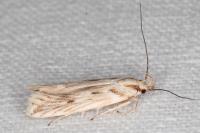 Stomopteryx detersella