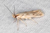 Stomopteryx detersella
