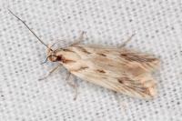 Stomopteryx detersella