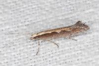Plutella xylostella