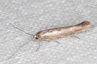 Scythris