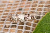 Epinotia thapsiana