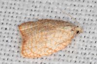 Acleris forsskaleana