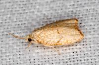 Acleris forsskaleana