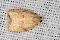 Acleris forsskaleana