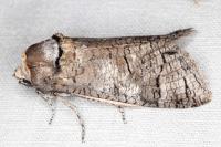 Cossus cossus