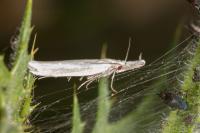 Pleurota