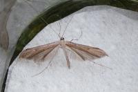 Emmelina monodactyla