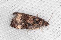 Endothenia gentianaeana