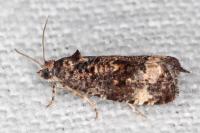 Endothenia gentianaeana
