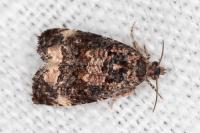 Endothenia gentianaeana