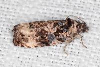 Endothenia gentianaeana