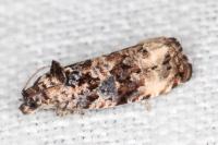 Endothenia gentianaeana