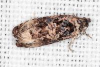 Endothenia gentianaeana