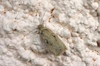 Agonopterix yeatiana