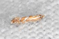 Phyllonorycter oxyacanthae