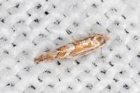 Phyllonorycter oxyacanthae