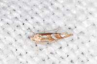 Phyllonorycter oxyacanthae