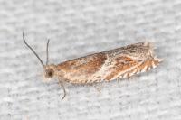 Ancylis comptana