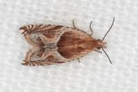Ancylis comptana