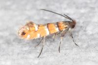 Phyllonorycter klemannella