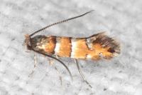 Phyllonorycter klemannella