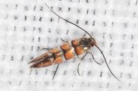 Phyllonorycter klemannella