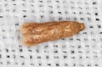 Tischeria decidua