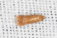 Tischeria decidua