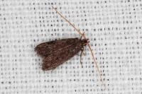 Lecithocera nigrana