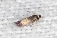 Stigmella ruficapitella